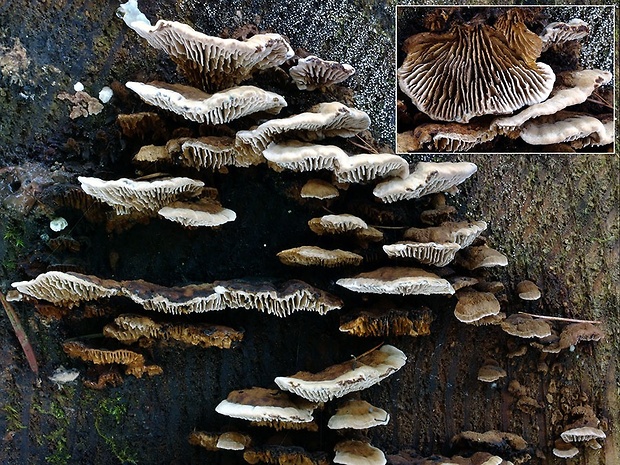 trámovka jedľová Gloeophyllum abietinum (Bull.) P. Karst.