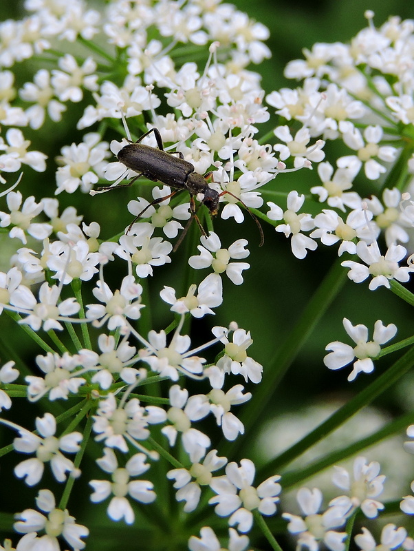 fuzáč Grammoptera ruficornis