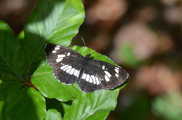 bielopásovec tavoľníkový Neptis rivularis