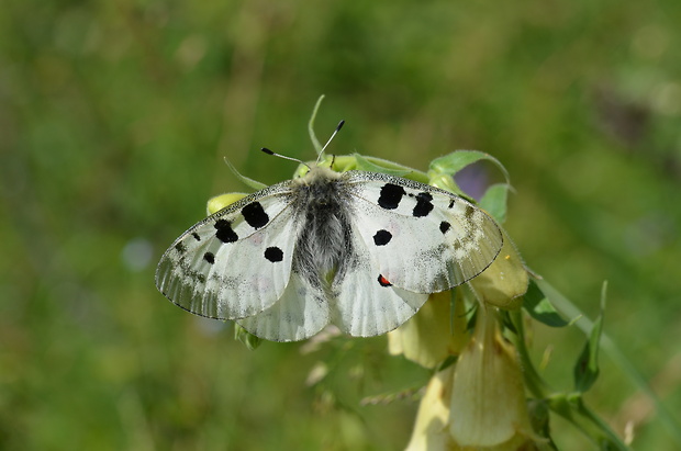 jasoň červenooký Parnassius apollo