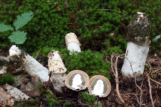 hadovka smradľavá Phallus impudicus L.