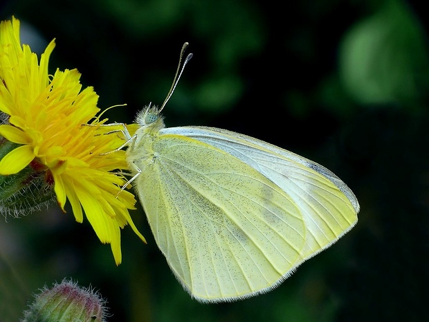 mlynárik repový (sk) / bělásek řepový (cz) Pieris rapae Linnaeus, 1758