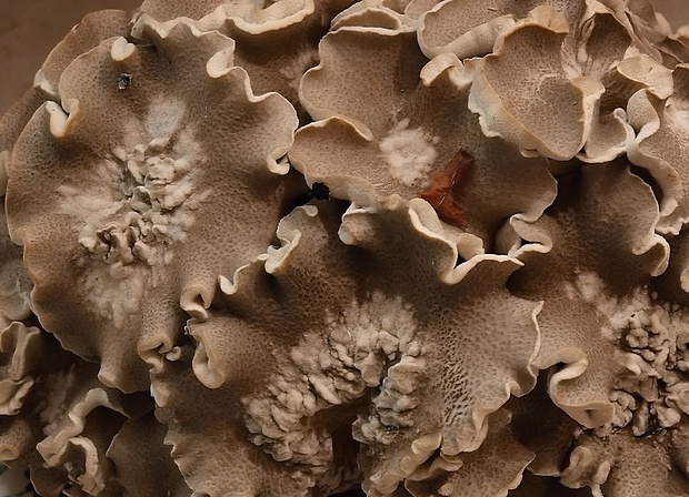 trúdnik klobúčkatý Polyporus umbellatus (Pers.) Fr.