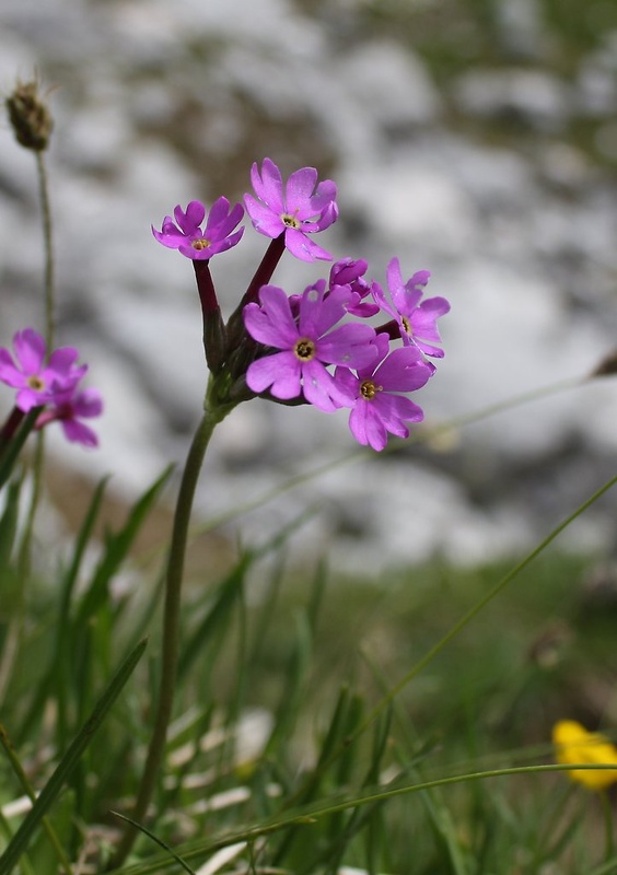 prvosienka dlhokvetá Primula halleri J. F. Gmel.