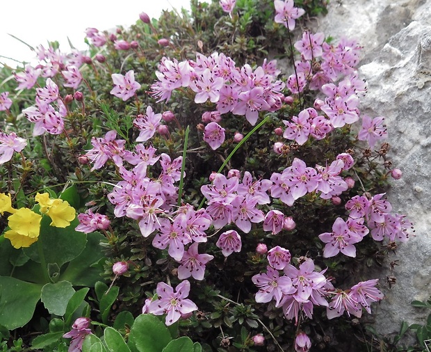 Rhodothamnus chamaecistus