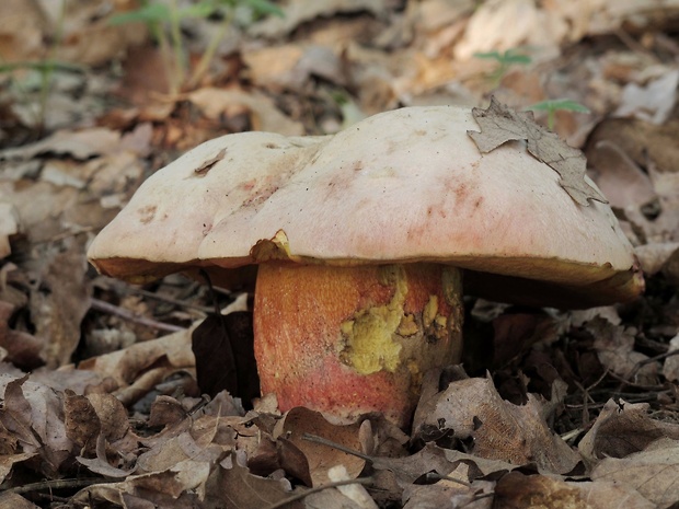 hríb Le Galovej Rubroboletus legaliae (Pilát & Dermek) Della Maggiora & Trassin.