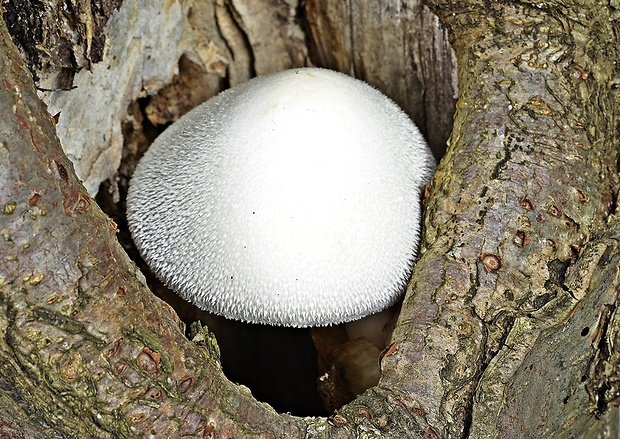 pošvovec stromový Volvariella bombycina (Schaeff.) Singer