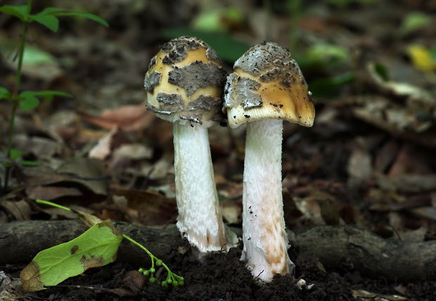 muchotrávka chrastavá Amanita ceciliae (Berk. & Broome) Bas