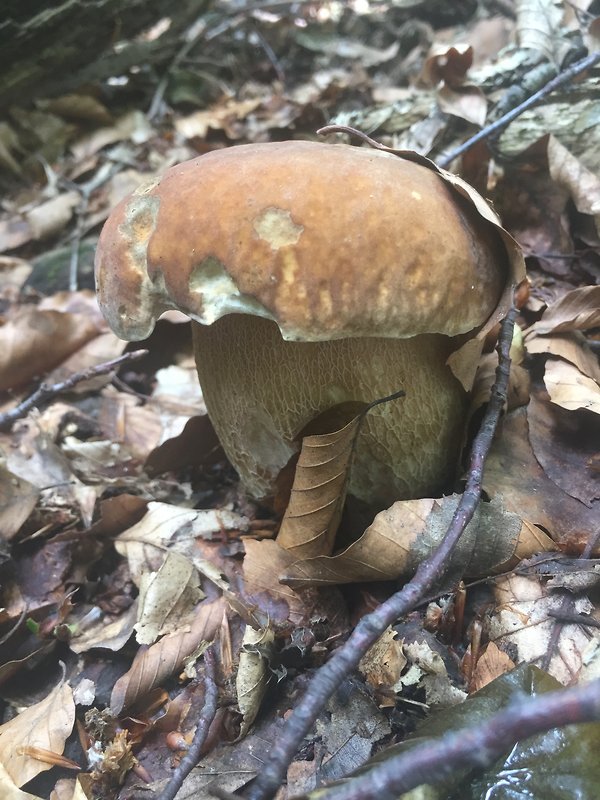 hríb dubový Boletus reticulatus Schaeff.