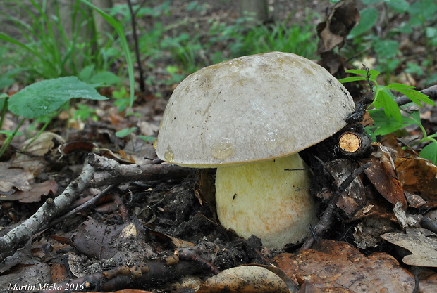 hríb striebristý Butyriboletus fechtneri (Velen.) D. Arora & J.L. Frank