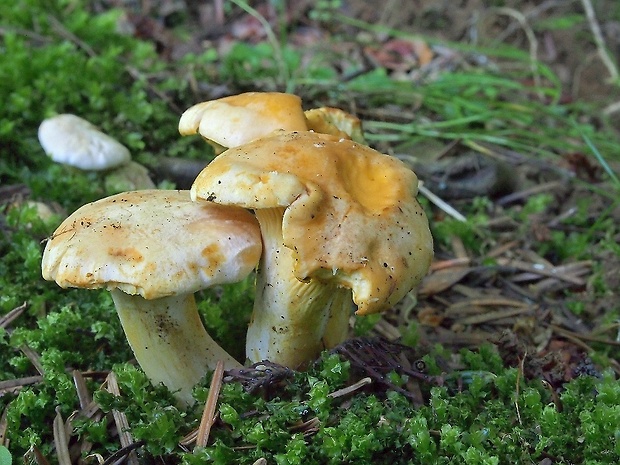 kuriatko jedlé Cantharellus cibarius Fr.