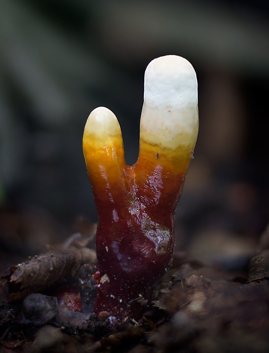 lesklokôrovka obyčajná Ganoderma lucidum (Curtis) P. Karst.