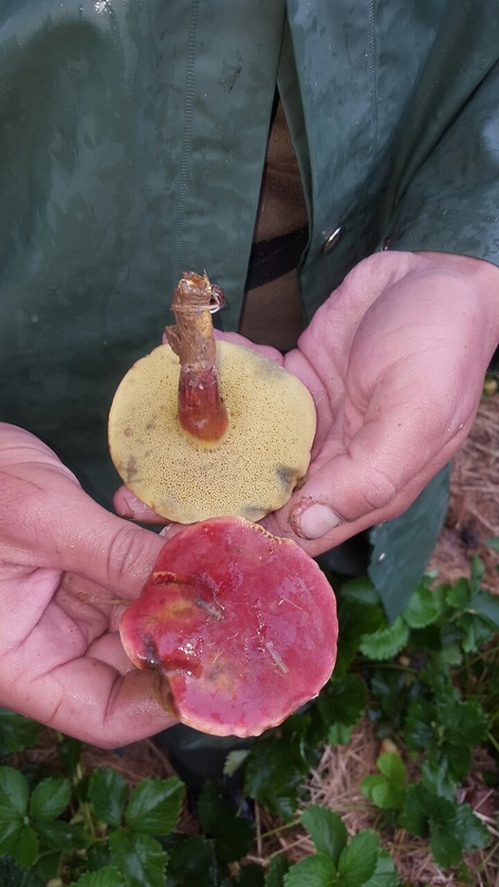 suchohríb karmínový Hortiboletus rubellus (Krombh.) Simonini, Vizzini & Gelardi