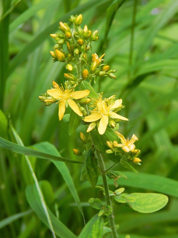 ľubovník chlpatý Hypericum hirsutum L.