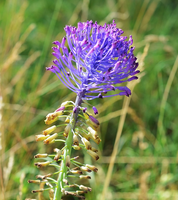 leopoldia chochlatá Leopoldia comosa (L.) Parl.