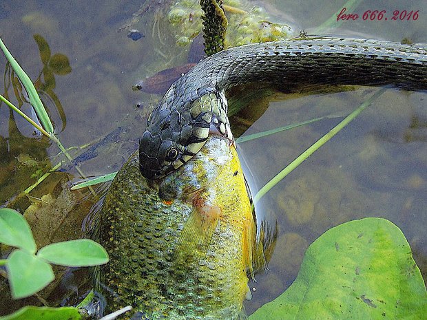 užovka obojková Natrix natrix