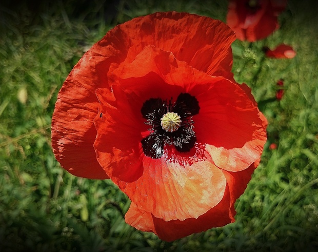 mak vlčí Papaver rhoeas L.