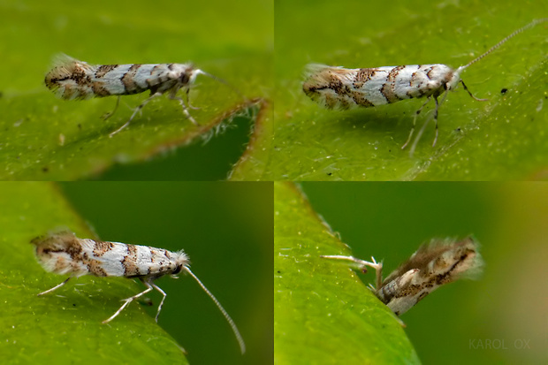 ploskáčik javorový Phyllonorycter acerifoliella