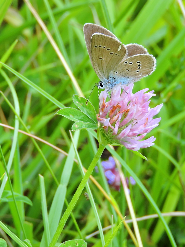 modráčik lesný Polyommatus semiargus