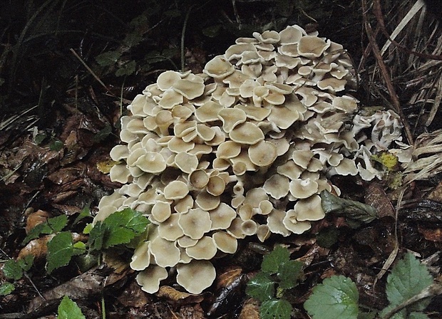 trúdnik klobúčkatý Polyporus umbellatus (Pers.) Fr.