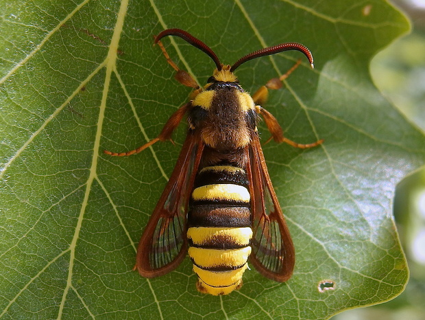 podobník sršňovitý  Sesia apiformis