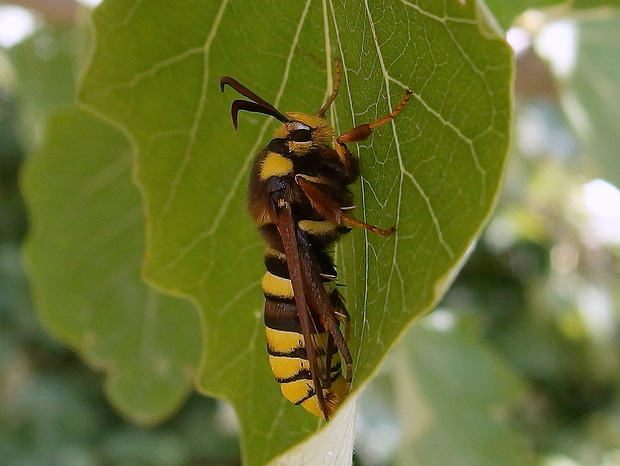 podobník sršňovitý  Sesia apiformis