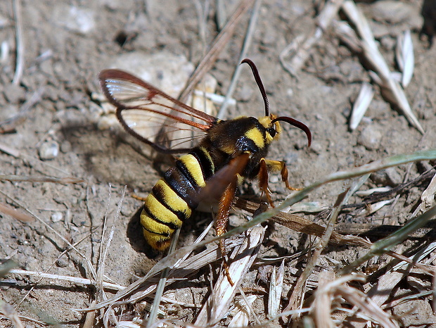 podobník sršňovitý Sesia apiformis