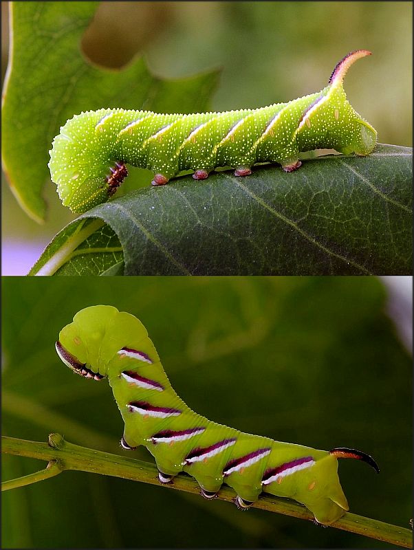 lišaj orgovánový Sphinx ligustri