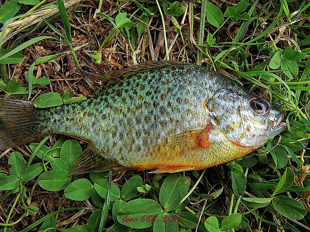 slnečnica pestrá lepomis gibbosus L.