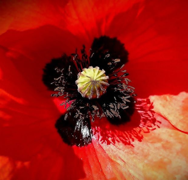 PAPAVER NIRVANA.