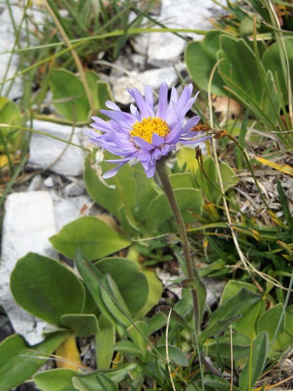 astra alpínska Aster alpinus L.