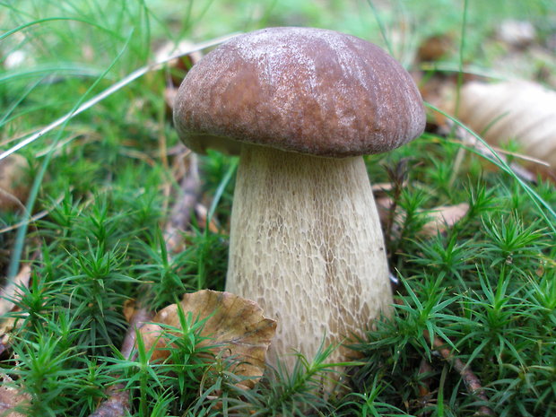 hríb dubový Boletus reticulatus Schaeff.