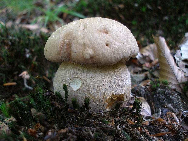 hríb dubový Boletus reticulatus Schaeff.