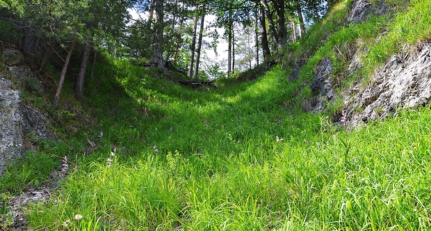 Biotop-prilbovka červená Cephalanthera rubra (L.) Rich.