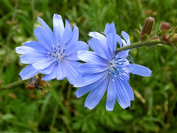 čakanka obyčajná Cichorium intybus L.