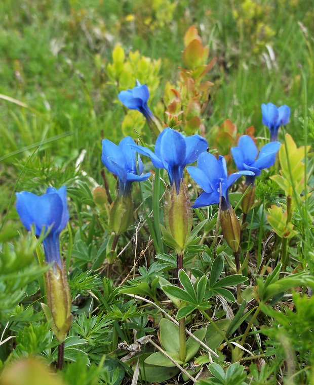 horec jarný Gentiana verna L.