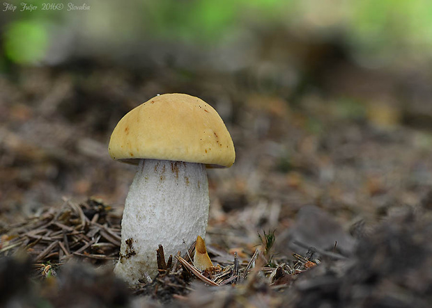 kozák hrabový Leccinum pseudoscabrum (Kallenb.) Šutara