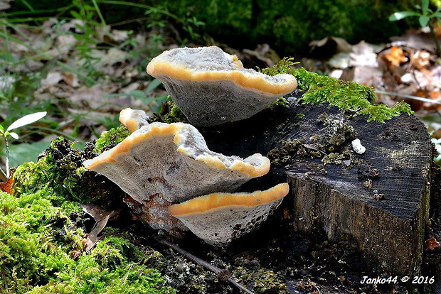 hnedák Schweinitzov Phaeolus schweinitzii (Fr.) Pat.