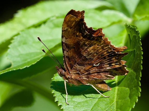 babočka zubatokridla Polygonia c-album