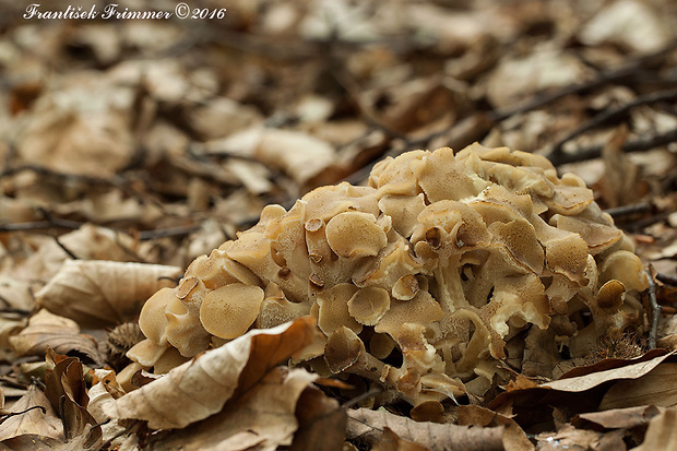 trúdnik klobúčkatý Polyporus umbellatus (Pers.) Fr.