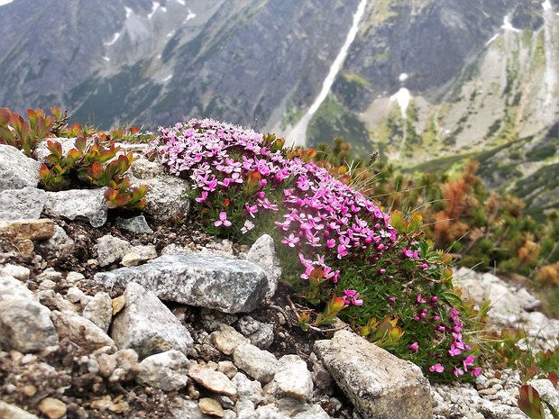 silenka bezbyľová Silene acaulis (L.) Jacq.