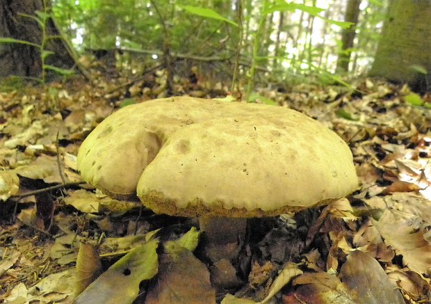 podhríb žlčový Tylopilus felleus (Bull.) P. Karst.