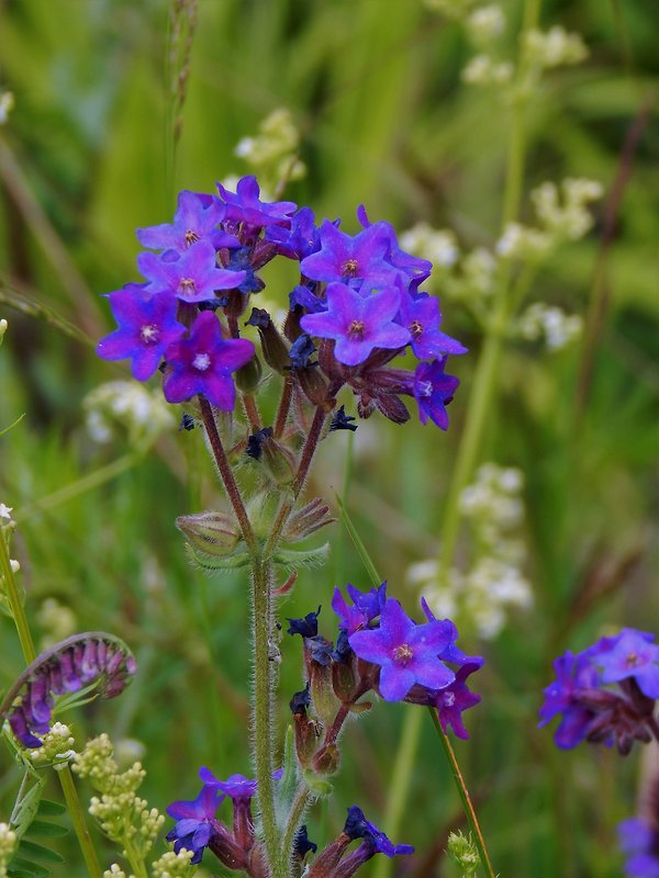 smohla lekárska    Anchusa officinalis  L.