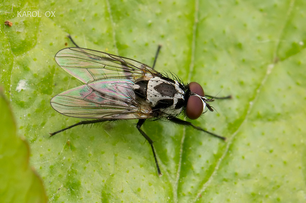 kvetárka Anthomyia procellaris