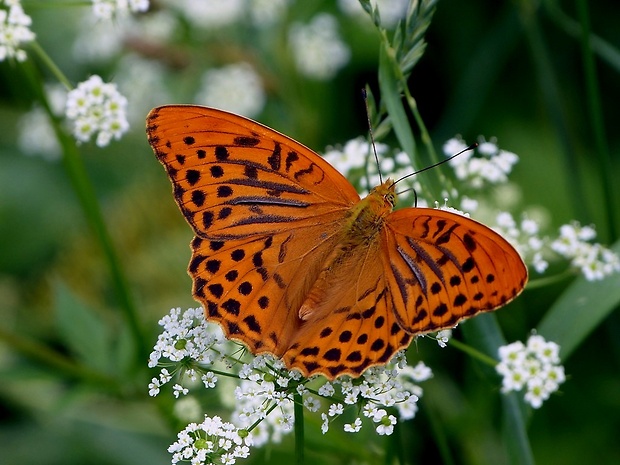 perlovec striebristopásavý (sk) / perleťovec stříbropásek (cz) Argynnis paphia Linaeus,1758