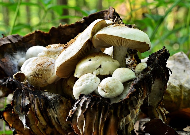 príživnica prášnicovitá Asterophora lycoperdoides (Bull.) Ditmar