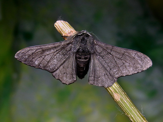 piadivka brezová Biston betularia f.carbonaria