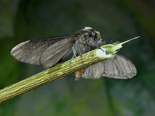 piadivka brezová  Biston betularia f.carbonaria