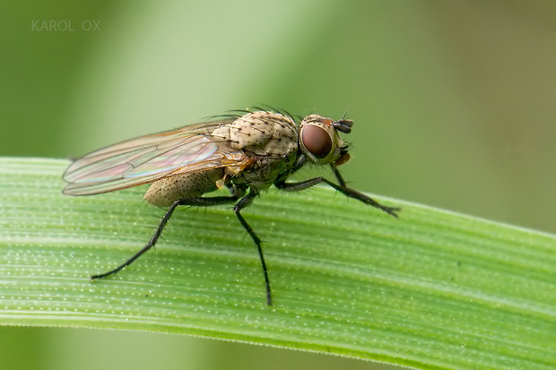 kvetárka Botanophila fugax