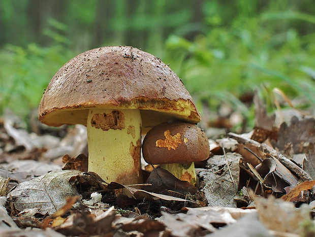 hríb príveskatý Butyriboletus appendiculatus (Schaeff. ex Fr.) Secr.